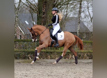 German Riding Pony, Mare, 3 years, 14,3 hh, Chestnut-Red