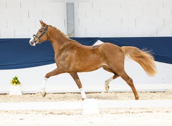 German Riding Pony, Mare, 3 years, 14.3 hh, Chestnut-Red