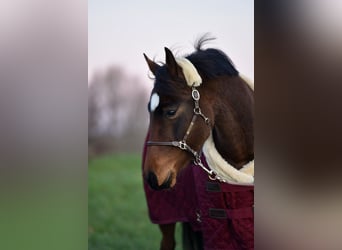 German Riding Pony, Mare, 3 years, 14 hh, Bay-Dark