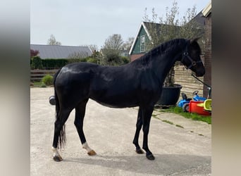 German Riding Pony, Mare, 3 years, 14 hh, Black