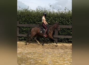 German Riding Pony, Mare, 3 years, 14 hh, Brown