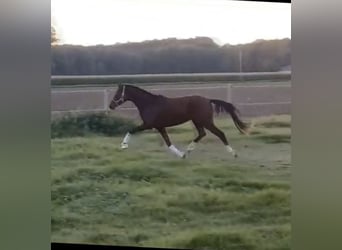 German Riding Pony, Mare, 3 years, 14 hh, Brown