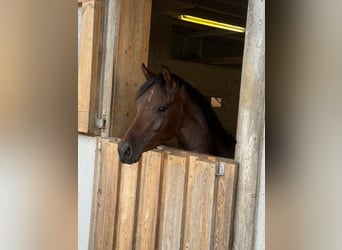 German Riding Pony, Mare, 3 years, 14 hh, Brown