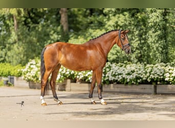 German Riding Pony, Mare, 3 years, 14 hh, Brown