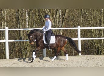 German Riding Pony, Mare, 3 years, 14 hh, Brown