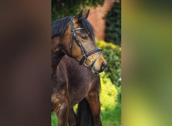 German Riding Pony, Mare, 3 years, 14 hh, Brown