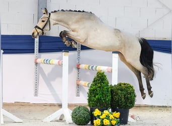 German Riding Pony, Mare, 3 years, 14 hh, Brown