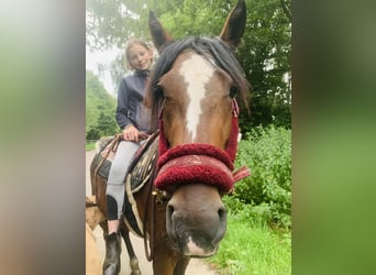 German Riding Pony Mix, Mare, 3 years, 14 hh, Brown