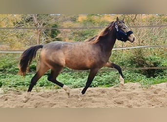 German Riding Pony, Mare, 3 years, 14 hh, Buckskin