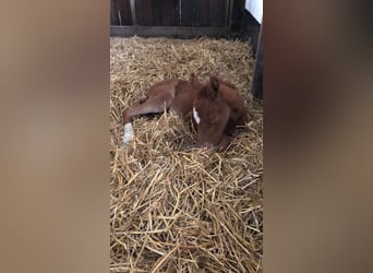 German Riding Pony, Mare, 3 years, 14 hh, Chestnut