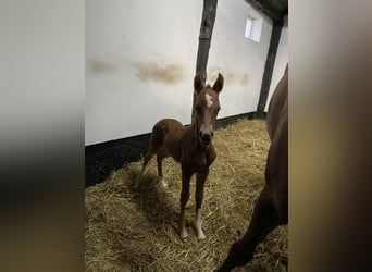 German Riding Pony, Mare, 3 years, 14 hh, Chestnut