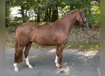 German Riding Pony, Mare, 3 years, 14 hh, Chestnut-Red