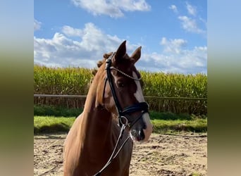 German Riding Pony, Mare, 3 years, 14 hh, Chestnut-Red