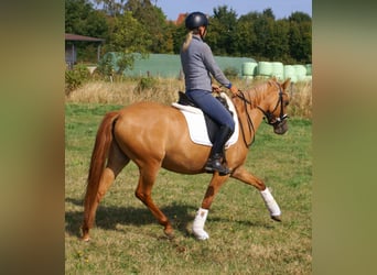 German Riding Pony, Mare, 3 years, 14 hh, Chestnut-Red