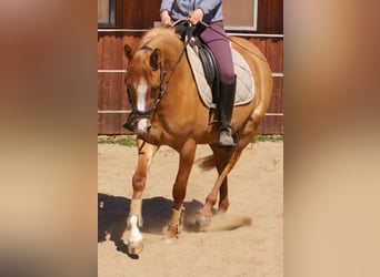 German Riding Pony, Mare, 3 years, 14 hh, Chestnut-Red