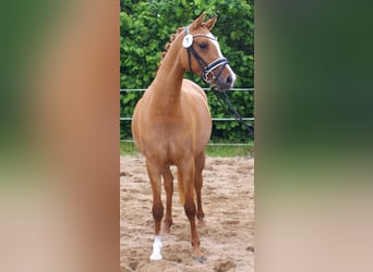German Riding Pony, Mare, 3 years, 14 hh, Chestnut-Red