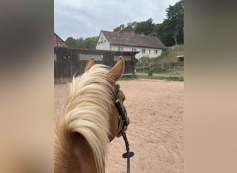 German Riding Pony Mix, Mare, 3 years, 14 hh, Chestnut-Red