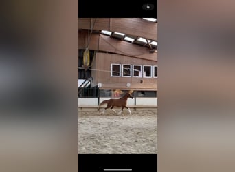 German Riding Pony, Mare, 3 years, 14 hh, Chestnut