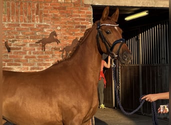 German Riding Pony, Mare, 3 years, 14 hh, Chestnut