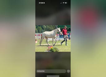 German Riding Pony, Mare, 3 years, 14 hh, Cremello