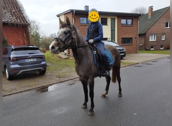 German Riding Pony, Mare, 3 years, 14 hh, Gray