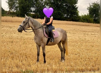 German Riding Pony Mix, Mare, 3 years, 14 hh, Gray
