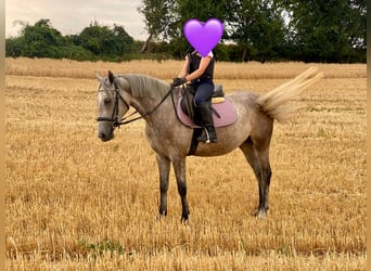German Riding Pony Mix, Mare, 3 years, 14 hh, Gray