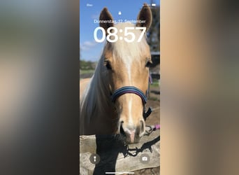 German Riding Pony, Mare, 3 years, 14 hh, Palomino