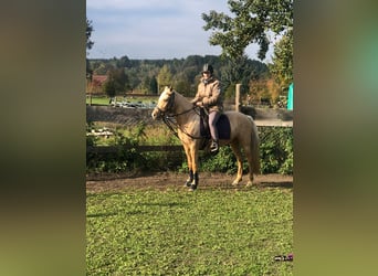 German Riding Pony, Mare, 3 years, 14 hh, Palomino