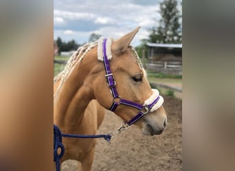 German Riding Pony, Mare, 3 years, 14 hh, Palomino