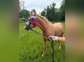 German Riding Pony, Mare, 3 years, 14 hh, Palomino