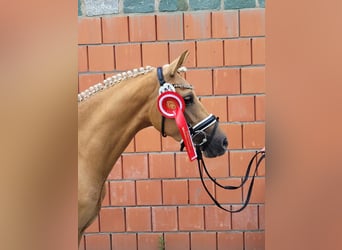German Riding Pony, Mare, 3 years, 14 hh, Palomino