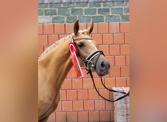 German Riding Pony, Mare, 3 years, 14 hh, Palomino