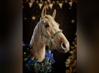 German Riding Pony, Mare, 3 years, 14 hh, Palomino