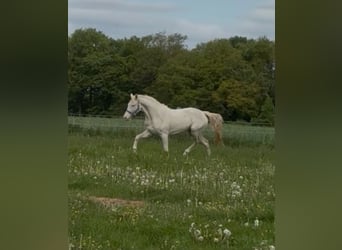 German Riding Pony, Mare, 3 years, 14 hh, Perlino