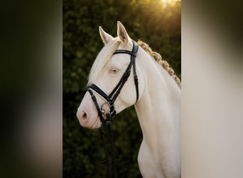 German Riding Pony, Mare, 3 years, 14 hh, Perlino
