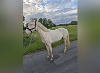 German Riding Pony, Mare, 3 years, 14 hh, Perlino