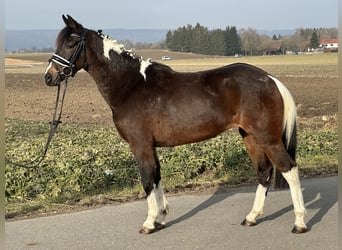 German Riding Pony Mix, Mare, 3 years, 14 hh, Pinto