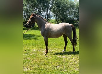 German Riding Pony, Mare, 3 years, 14 hh, Roan-Red