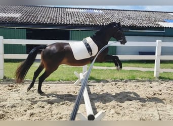 German Riding Pony, Mare, 3 years, 14 hh, Smoky-Black