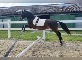 German Riding Pony, Mare, 3 years, 14 hh, Smoky-Black