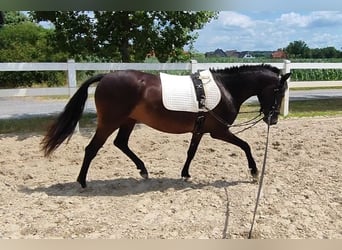 German Riding Pony, Mare, 3 years, 14 hh, Smoky-Black