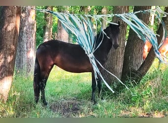 German Riding Pony, Mare, 3 years, 14 hh, Smoky-Black