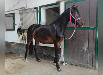 German Riding Pony, Mare, 3 years, 14 hh, Smoky-Black