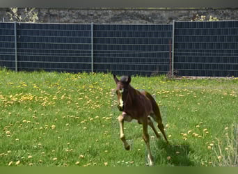 German Riding Pony, Mare, 3 years, 14,1 hh, Bay-Dark