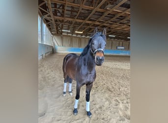 German Riding Pony, Mare, 3 years, 14,1 hh, Bay-Dark