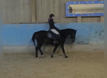 German Riding Pony, Mare, 3 years, 14,1 hh, Bay-Dark