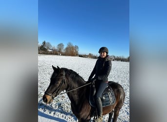 German Riding Pony, Mare, 3 years, 14,1 hh, Bay-Dark