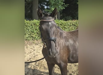 German Riding Pony, Mare, 3 years, 14,1 hh, Black