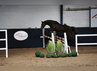 German Riding Pony, Mare, 3 years, 14,1 hh, Black